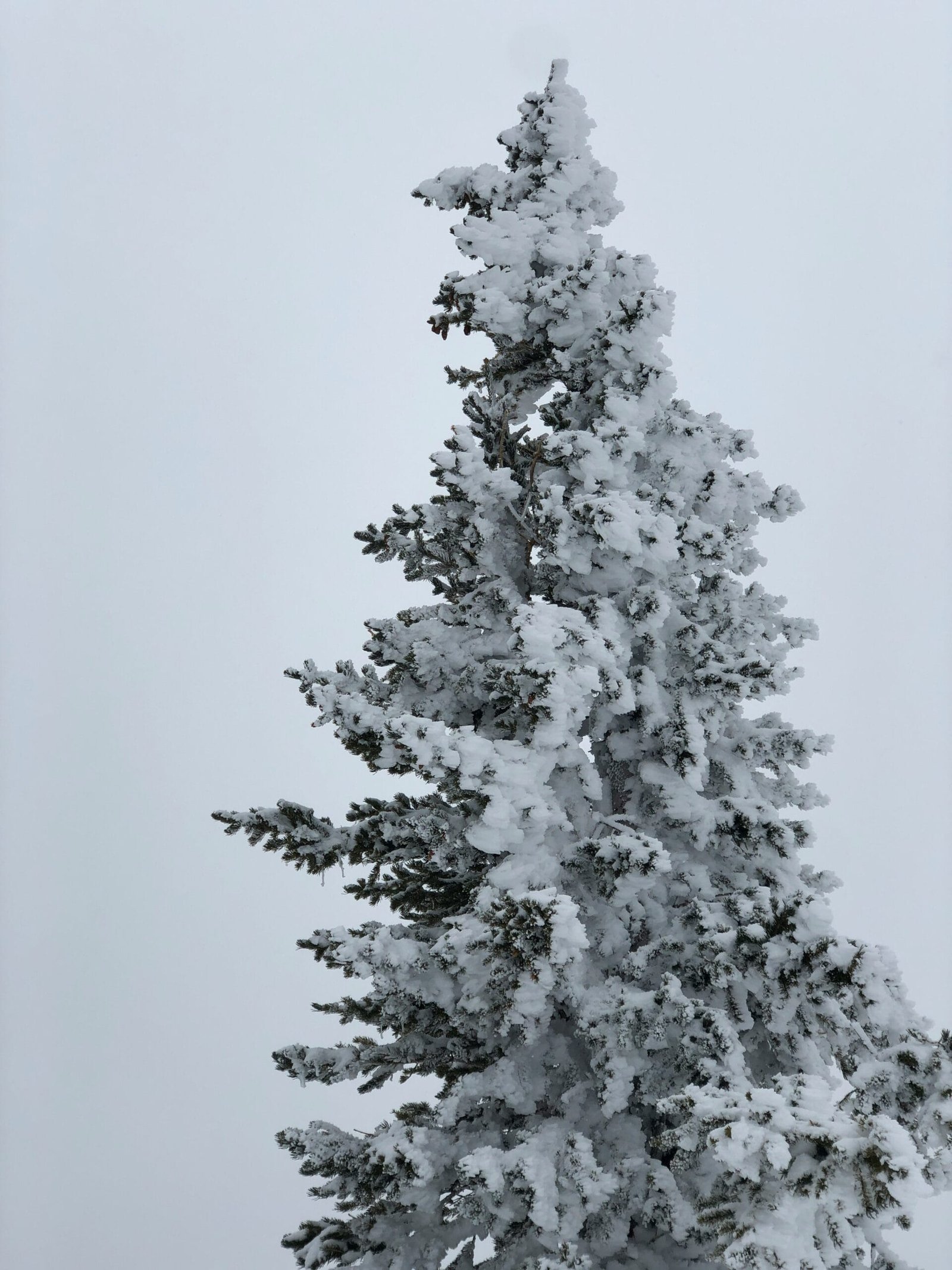 La Importancia de la Correcta Visibilidad de Tu Sitio en Tablets y Teléfonos Móviles snow covered pine tree during daytime